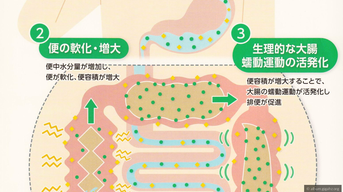 サプリメントでマグネシウムを飲むときの適切なタイミングと摂取量の考え方